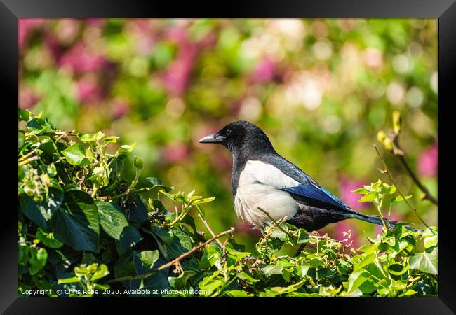 Eurasian Magpie sitting on an ivy hedge Framed Print by Chris Rabe
