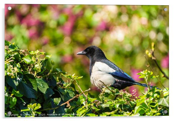 Eurasian Magpie sitting on an ivy hedge Acrylic by Chris Rabe