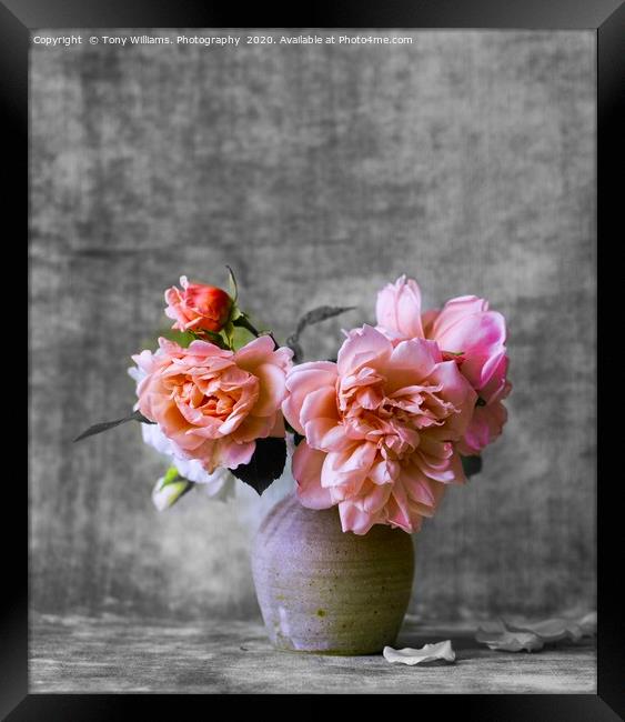 Pink Roses  Framed Print by Tony Williams. Photography email tony-williams53@sky.com