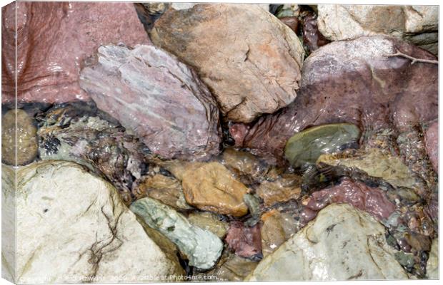 Water Pebbles Canvas Print by Rob Hawkins