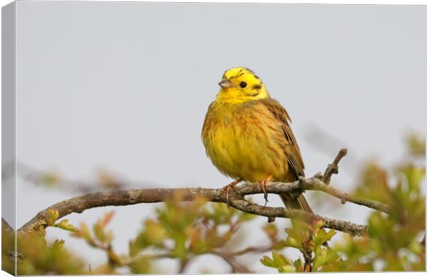 Stunning Yellowhammer Perched on a Branch Canvas Print by Simon Marlow
