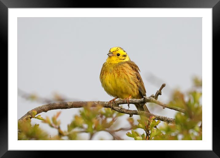 Stunning Yellowhammer Perched on a Branch Framed Mounted Print by Simon Marlow