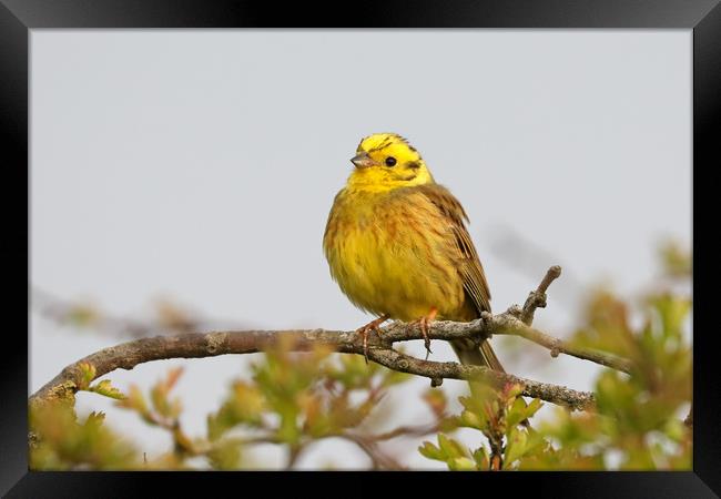Stunning Yellowhammer Perched on a Branch Framed Print by Simon Marlow