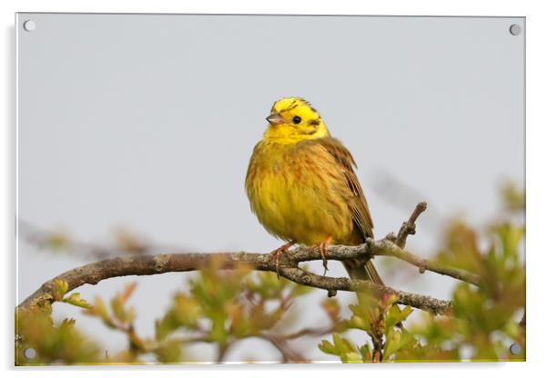 Stunning Yellowhammer Perched on a Branch Acrylic by Simon Marlow