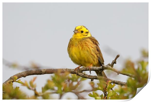 Stunning Yellowhammer Perched on a Branch Print by Simon Marlow