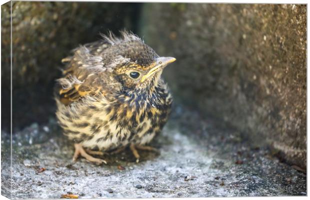 Fledgling Song Thrush on the ground Canvas Print by Simon Marlow