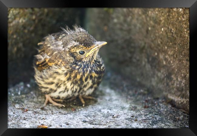 Fledgling Song Thrush on the ground Framed Print by Simon Marlow