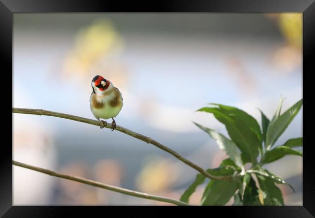 Captivating Goldfinch Perched on Branch Framed Print by Simon Marlow
