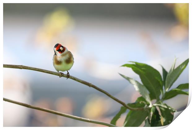 Captivating Goldfinch Perched on Branch Print by Simon Marlow
