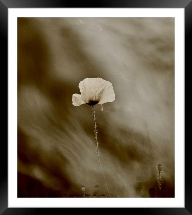 black and white poppy Framed Mounted Print by Simon Johnson