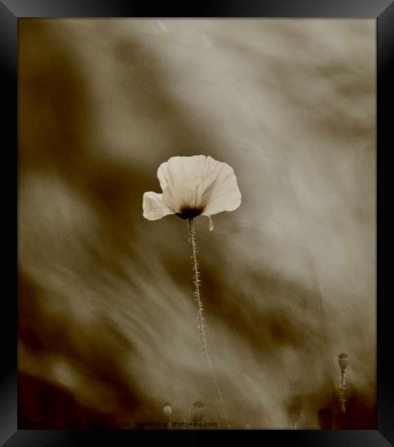 black and white poppy Framed Print by Simon Johnson