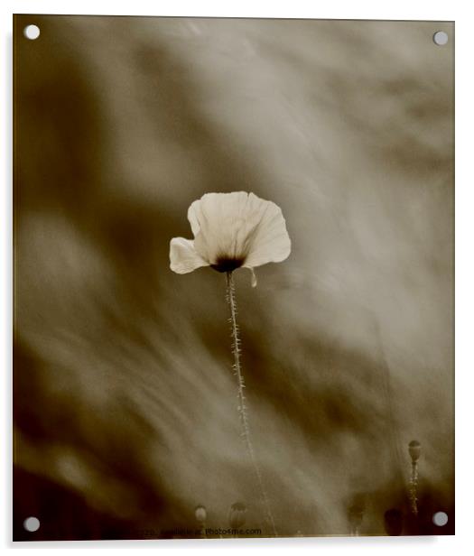 black and white poppy Acrylic by Simon Johnson