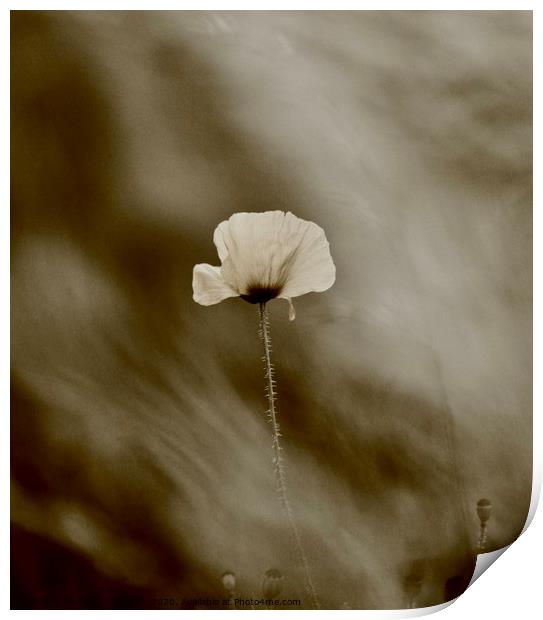 black and white poppy Print by Simon Johnson