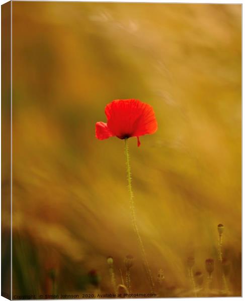 Last poppy standing Canvas Print by Simon Johnson