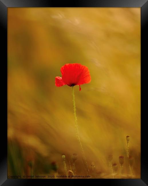 Last poppy standing Framed Print by Simon Johnson