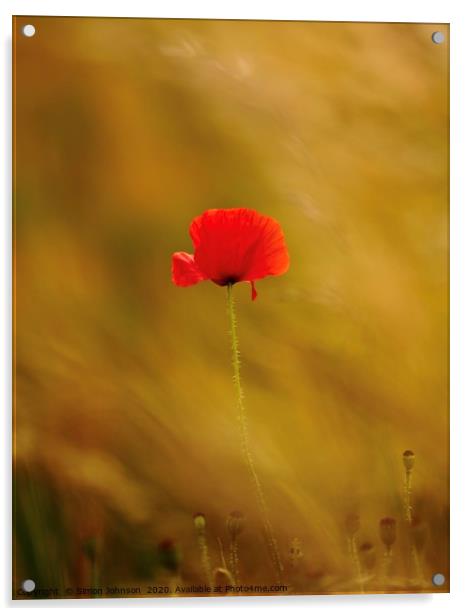 Last poppy standing Acrylic by Simon Johnson