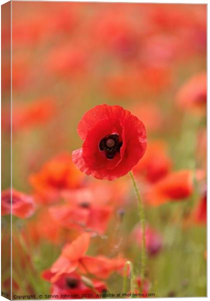 Prominent poppy Canvas Print by Simon Johnson