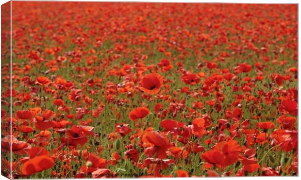 Stand out poppy Canvas Print by Simon Johnson