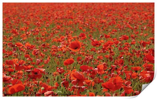 Stand out poppy Print by Simon Johnson