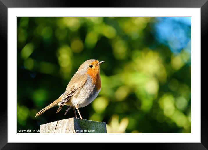 European Robin on fence post Framed Mounted Print by Chris Rabe