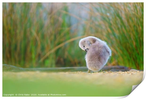 Mute swan cygnet cleaning itself Print by Chris Rabe