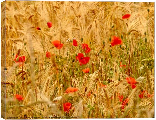 Wind blown poppies in cornfield Canvas Print by Simon Johnson