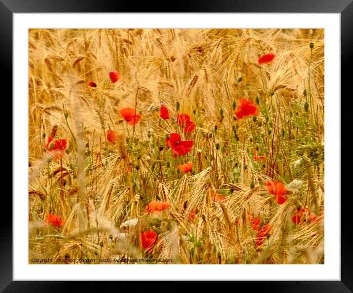 Wind blown poppies in cornfield Framed Mounted Print by Simon Johnson