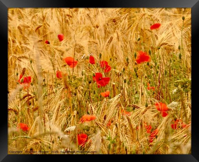 Wind blown poppies in cornfield Framed Print by Simon Johnson
