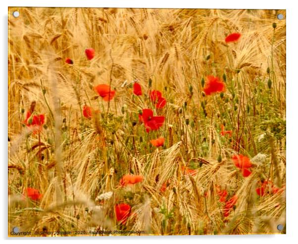 Wind blown poppies in cornfield Acrylic by Simon Johnson