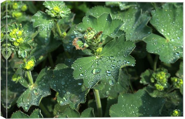 Geum Canvas Print by Chris Day