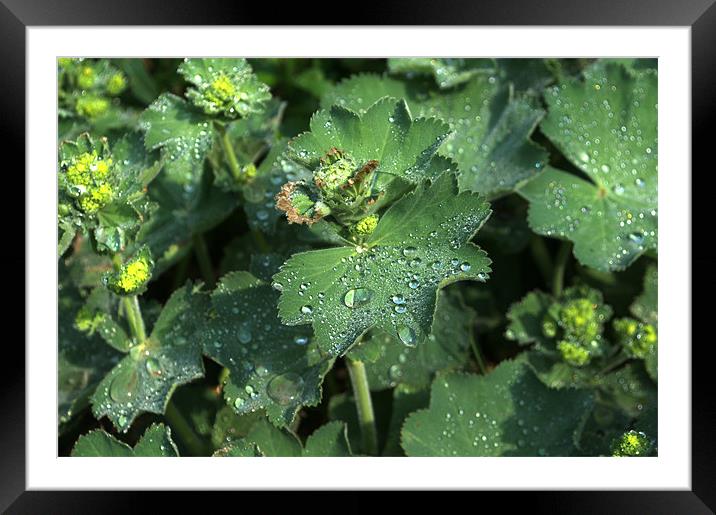 Geum Framed Mounted Print by Chris Day
