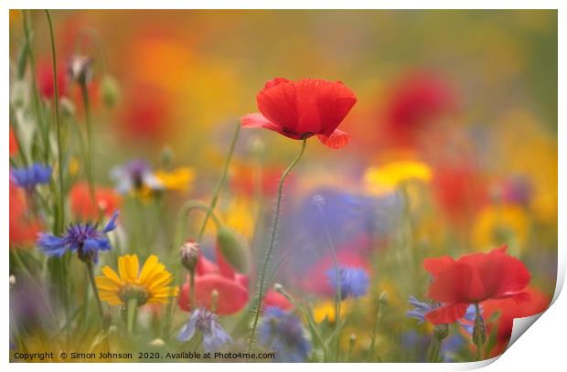 poppy and meadow flowers, Print by Simon Johnson
