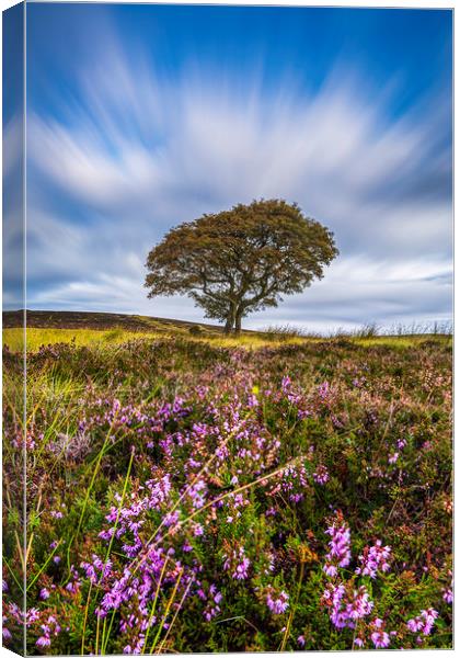 Crookstone Hill purple heather Canvas Print by John Finney