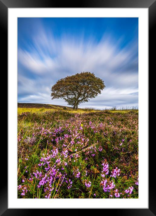 Crookstone Hill purple heather Framed Mounted Print by John Finney