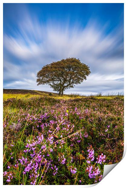 Crookstone Hill purple heather Print by John Finney
