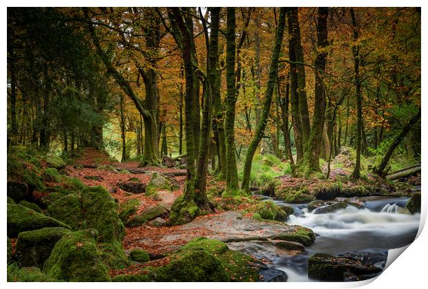 Autumn Woodland, Golitha Falls, Cornwall Print by Mick Blakey