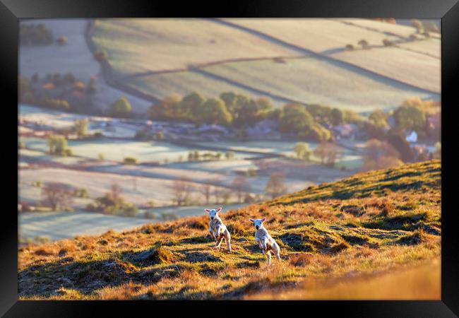 Two Spring Lambs, Peak District Framed Print by John Finney