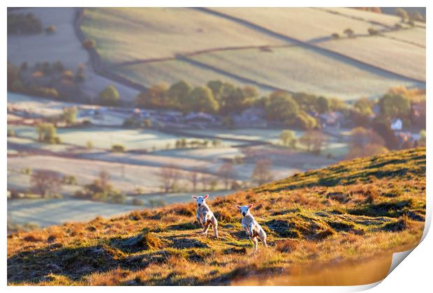 Two Spring Lambs, Peak District Print by John Finney