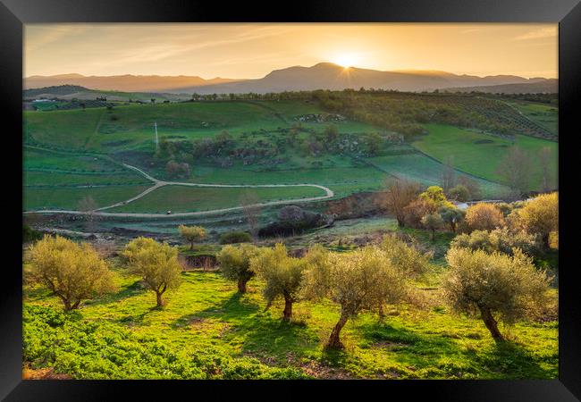 Olive orchards at sunrise, Ronda, Puente Nuevo.  Framed Print by John Finney