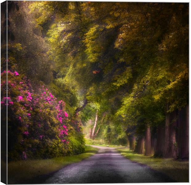 Woodland road. Canvas Print by andrew bagley
