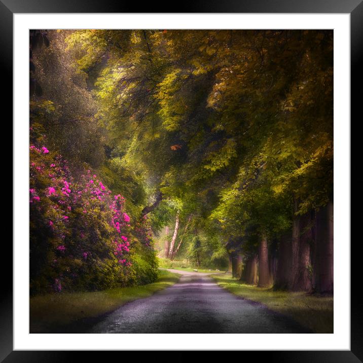 Woodland road. Framed Mounted Print by andrew bagley