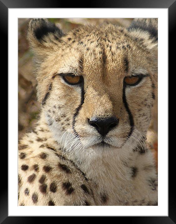 Cheetah Framed Mounted Print by Lee Morley