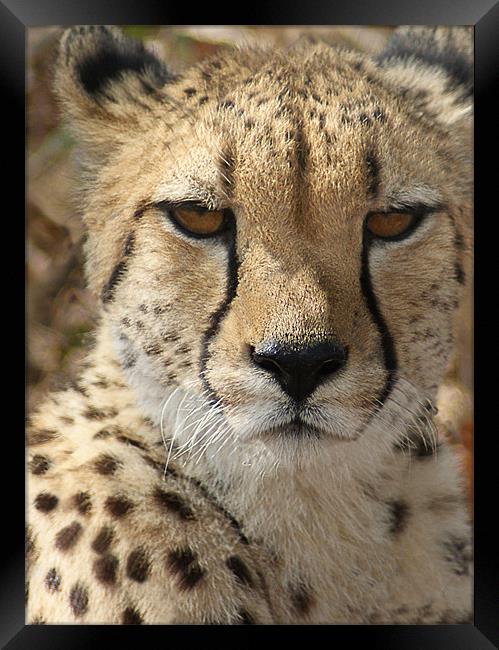 Cheetah Framed Print by Lee Morley