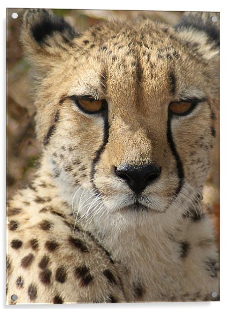 Cheetah Acrylic by Lee Morley
