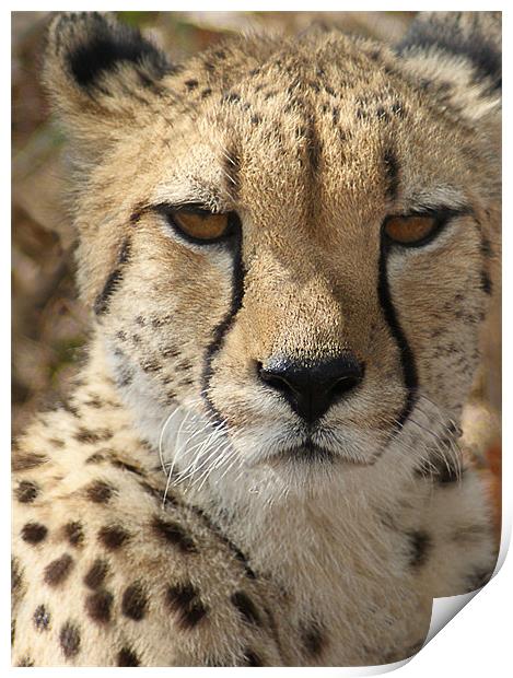 Cheetah Print by Lee Morley
