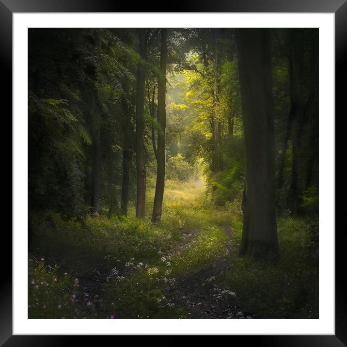 Woodland path Framed Mounted Print by andrew bagley