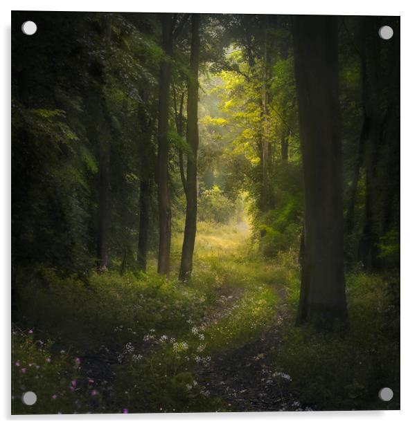 Woodland path Acrylic by andrew bagley