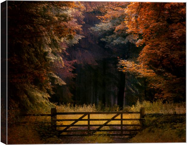 Woodland gate Canvas Print by andrew bagley