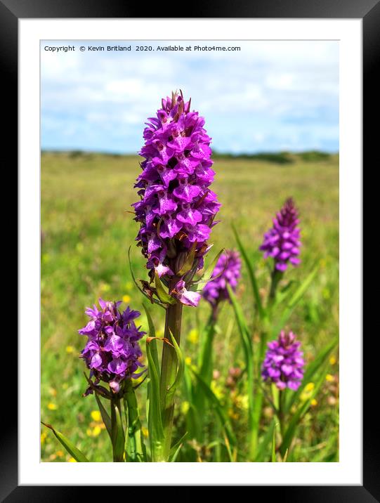 pyramidal orchid Framed Mounted Print by Kevin Britland