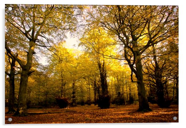 High Gosforth Park in Autumn Sunshine Acrylic by Jim Jones